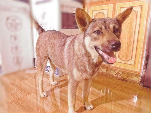 Item #74122138759525378795667626270866148487737655975912799548892275871317613346817 Media