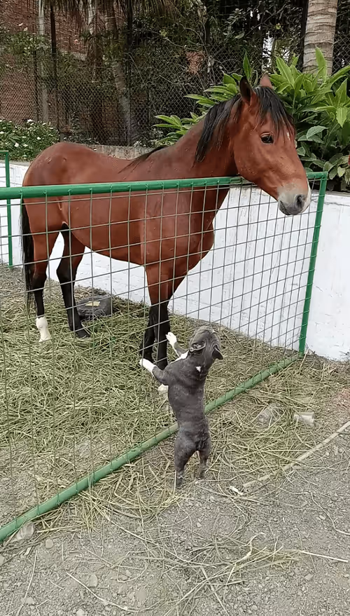 Item #32237202173720727343948986965561335091197107318394763909165930986904469110785 Media