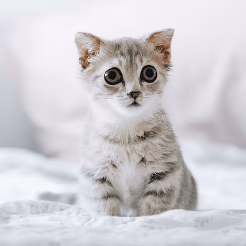 Item #4944351917306226202826790057183461660186678433257338824528786317237211365377 Media