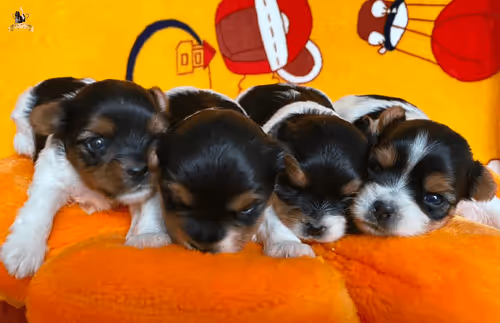 Item #38667131167011634385541907782208186835961873608250228940362662751833149145089 Media