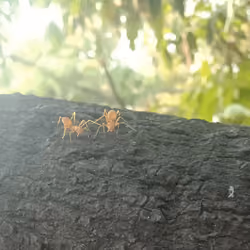 photogenic ant #009