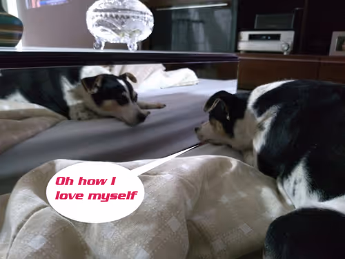 Item #4789885516021833643325570532956261514259514233036220661696815595090352275457 Media