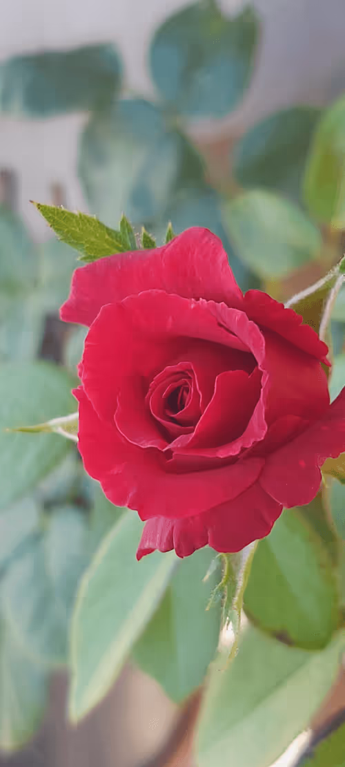 Item #12830661539447076123294791539184934231306592180418422302302462587651703701506 Media