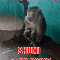 SHUMI_7