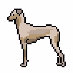 Sloughi