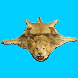 Lion Skin Rug #1
