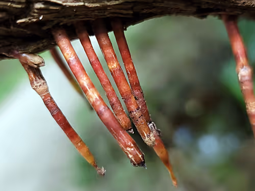 Item #107060658238608786728098093572843929630917480642819162309571408048235544051762 Media