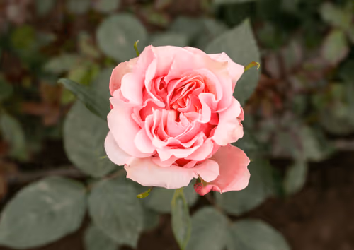 Item #68327891815088974381680309106564733444446266155657330601700582190861227393025 Media