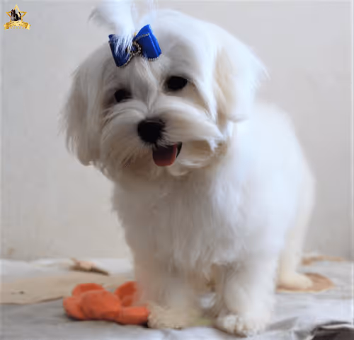 Item #38667131167011634385541907782208186835961873608250228940362662777121916583937 Media