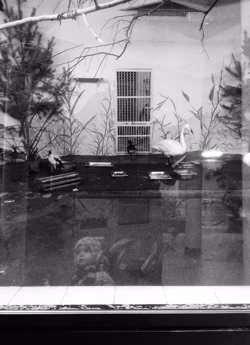 Item #48582175902660253739567181783807763023013925201969392418370611542301268246529 Media