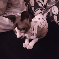 Sphynx cerezas