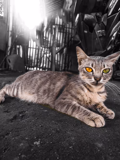 Item #3586666694452580402999415984359331786780732040350884046406760030538112696321 Media