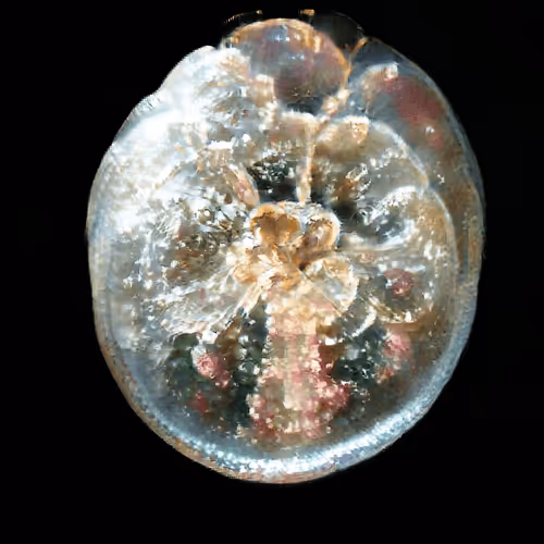 Item #4750064852715738149564930854294668621974194112560083604087540692961126776833 Media