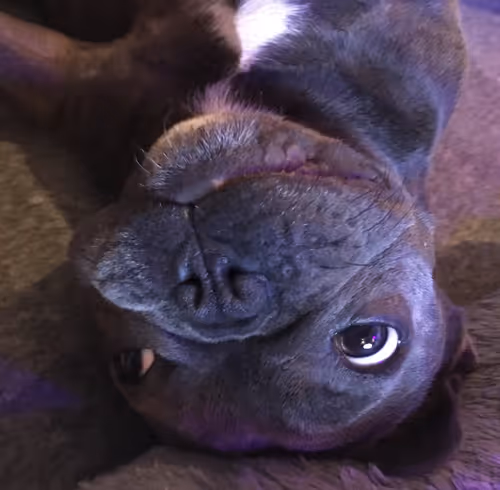 Item #99031261785432219130552668818269695456905868997165113515571762387420952133633 Media