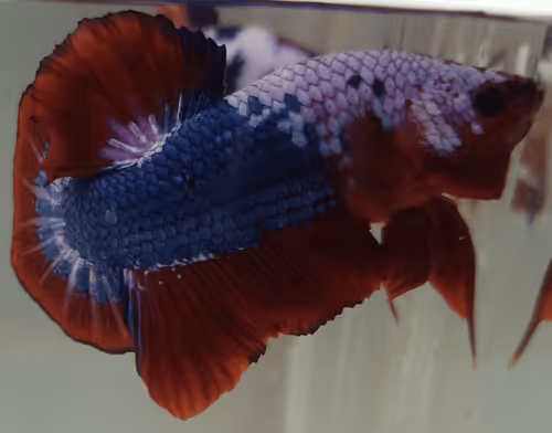 Item #76093963924936973222684762009084726555674488189040824510729450747210300915713 Media