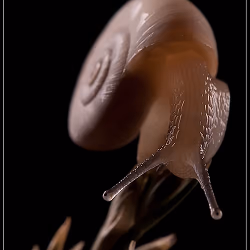 Nature Photographer 177169894