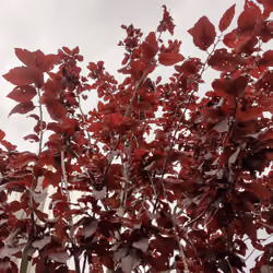 Autumn #2