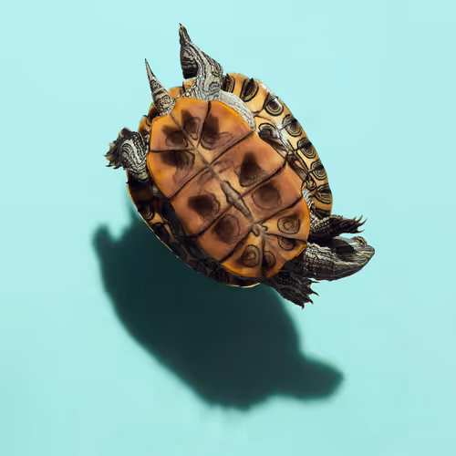 Item #7029275761856656670262206624441722279086749125334094416383120161724885368833 Media