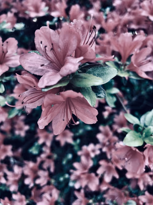 Item #90242850713282573943473333333408540290237184150123135597774242541883573141505 Media