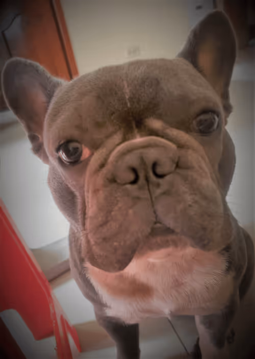 Item #32237202173720727343948986965561335091197107318394763909165930979207887716353 Media