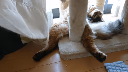 Item #88680272721371285934501562988049178859599418492822572919113237404786519703553 Media