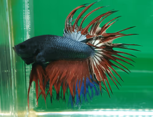 Item #76093963924936973222684762009084726555674488189040824510729450764802486960129 Media