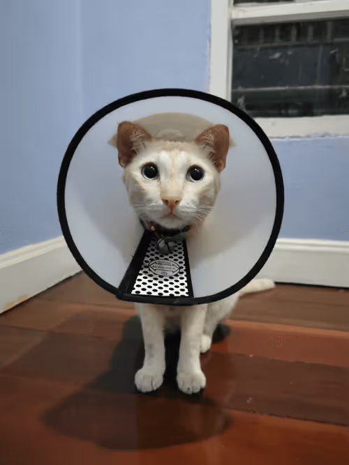 Item #45172585335081813343644153314495358007196078945782785289910377743580684877829 Media