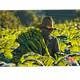 110911685445289587218909454420318284647323064005525878039665395157349592727572