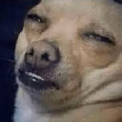 Item #23090246354587497146574793377749271353316401357394469943940169961184713244673 Media