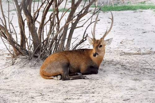 Item #81039049813216597257953829520223769972049979763513540310904561892455383826433 Media