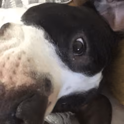 DOG CONSTANTINO