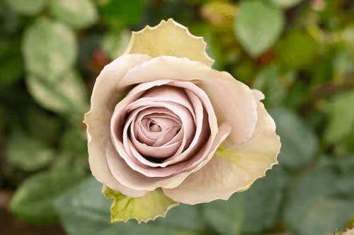 Item #68327891815088974381680309106564733444446266155657330601700582124890529726467 Media