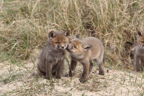 Item #13941605867614837690918824446887130433588477775612288025294768847118714011649 Media