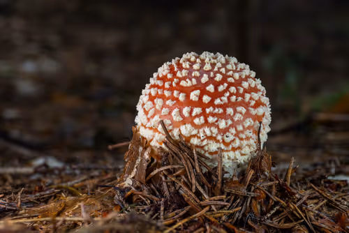 Item #64713155281190120806625528010509445569029273032710388433466981994683802058753 Media