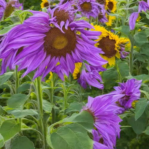 Item #82457303794993103347559462450853576735353311471158015399103639756459720310785 Media