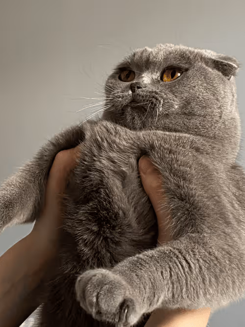 Item #71751047679511305985011817054352364605504148284906352718983005688050311233537 Media