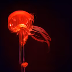 93923887731966639760197662534300547726212510779526051617655967292024401428481