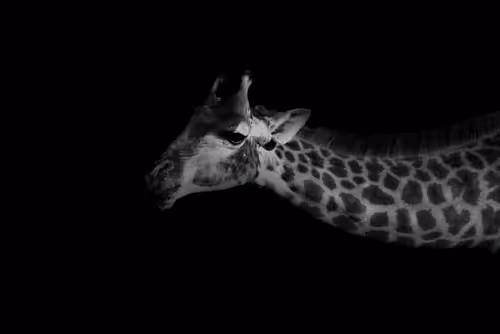 Item #28567716502395368545190530539508003003615259793471226078435859183586703835186 Media