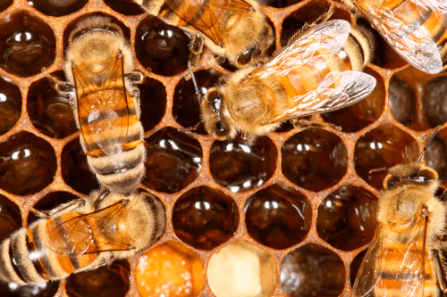 Item #47344123980109973813634142770242239438764360713225161879961011972559855419393 Media