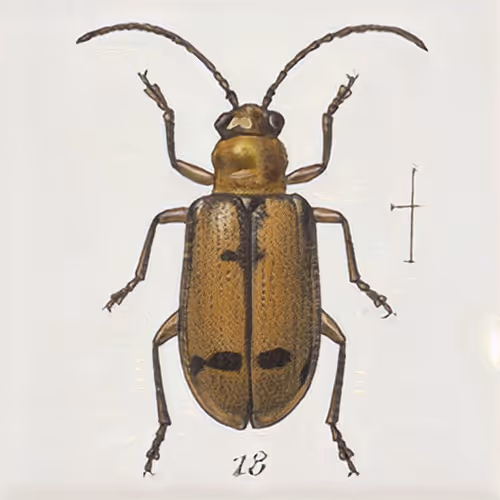 Item #58241160855422744817468407088196322100109565521561100950236904413391157723137 Media