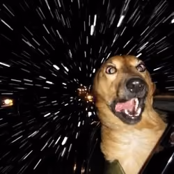 Dogdogspace