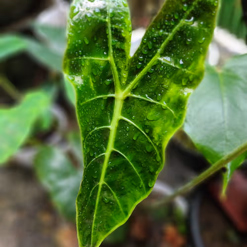 Untitled Collection #202678958