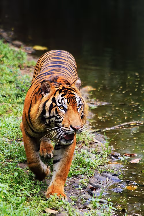 Item #106615817144421690512117958123002558914237390370832381095526921130406079102977 Media