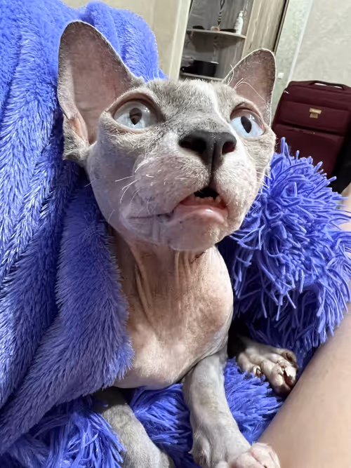 Item #91467919776805125201774788997551389612240577808120684440209088009183246155777 Media