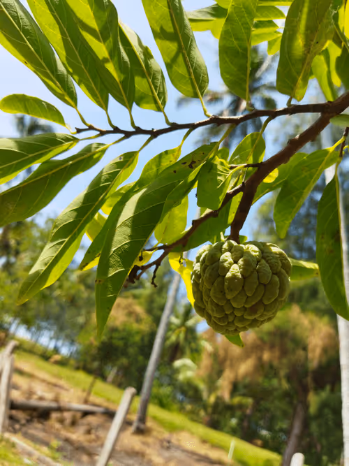 Item #26315463919006413240702995586573937938911851246900991635310397662959058812929 Media