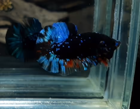 Item #22500392105474070130466108516619626333115346841346024857682996885020116779009 Media