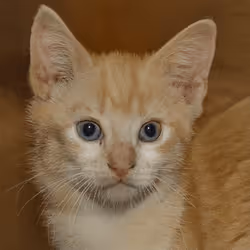 106393158711752592444527764053332067386103257112262188176365268626099337691137