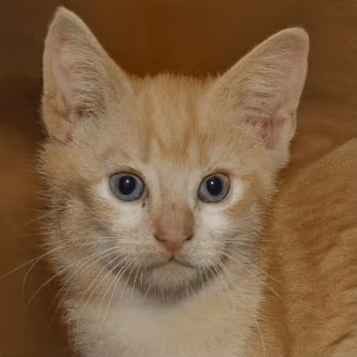 Item #106393158711752592444527764053332067386103257112262188176365268626099337691137 Media