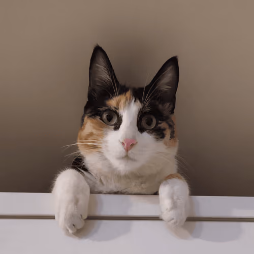 LiLi On The Cabinet