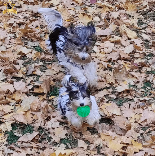 Item #38667131167011634385541907782208186835961873608250228940362662757330707283969 Media